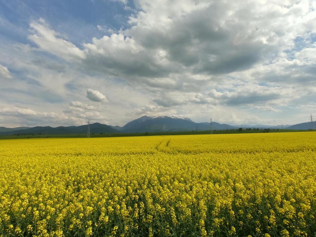 Panoramic Residence Zărneşti Buitenkant foto